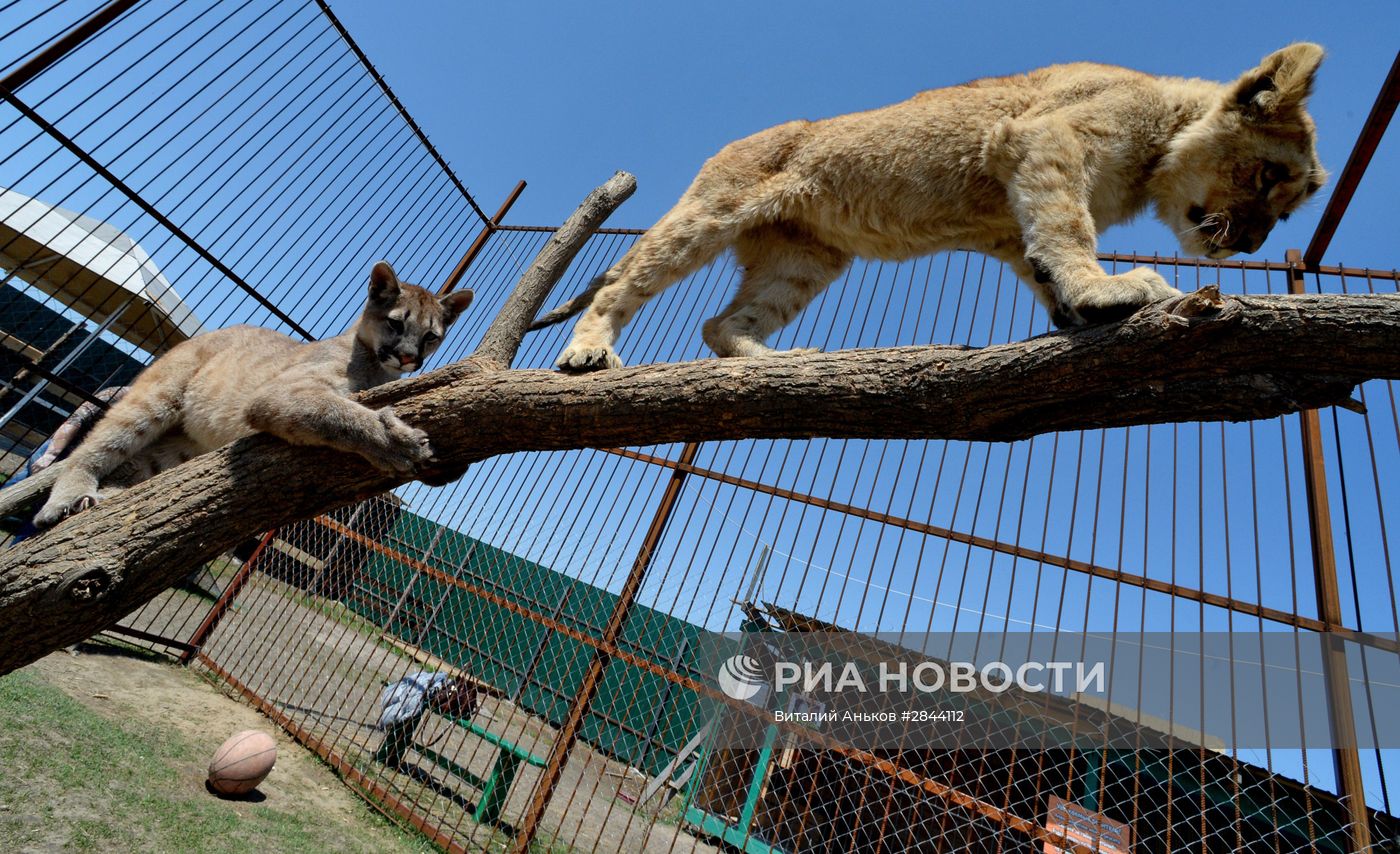 Дружба львенка и маленькой пумы в зоопарке "Чудесный"