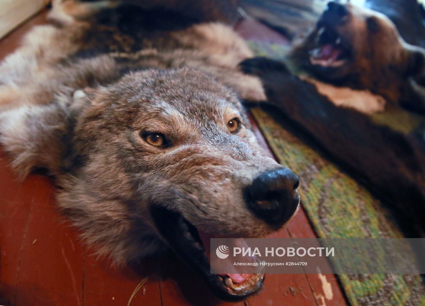 Таксидермист Сергей Суховерхов из Тверской области