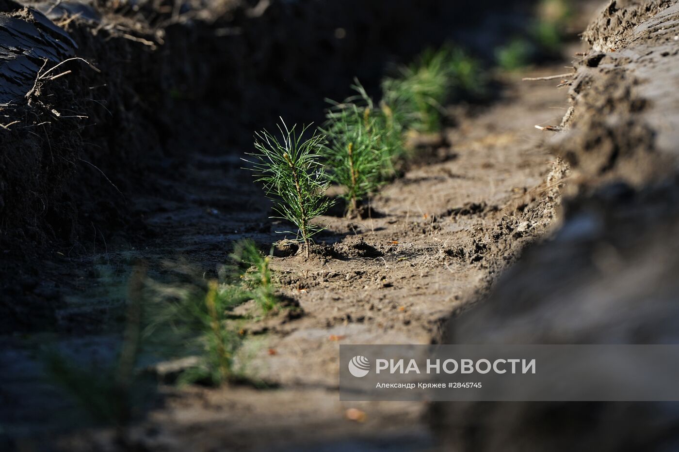 Акция "Всероссийский день посадки леса" в Новосибирской области