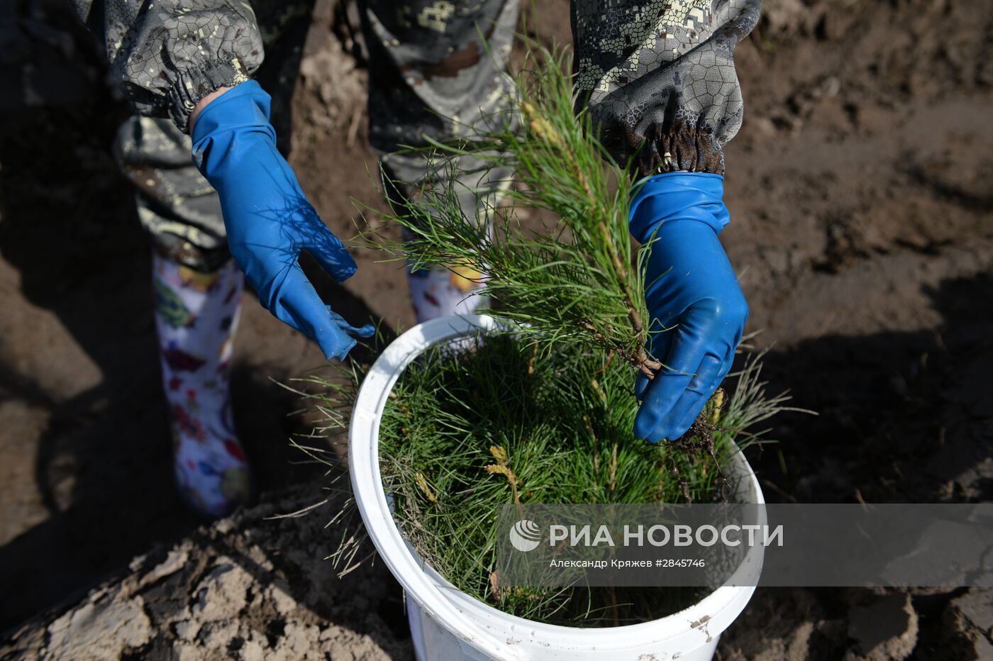 Акция "Всероссийский день посадки леса" в Новосибирской области
