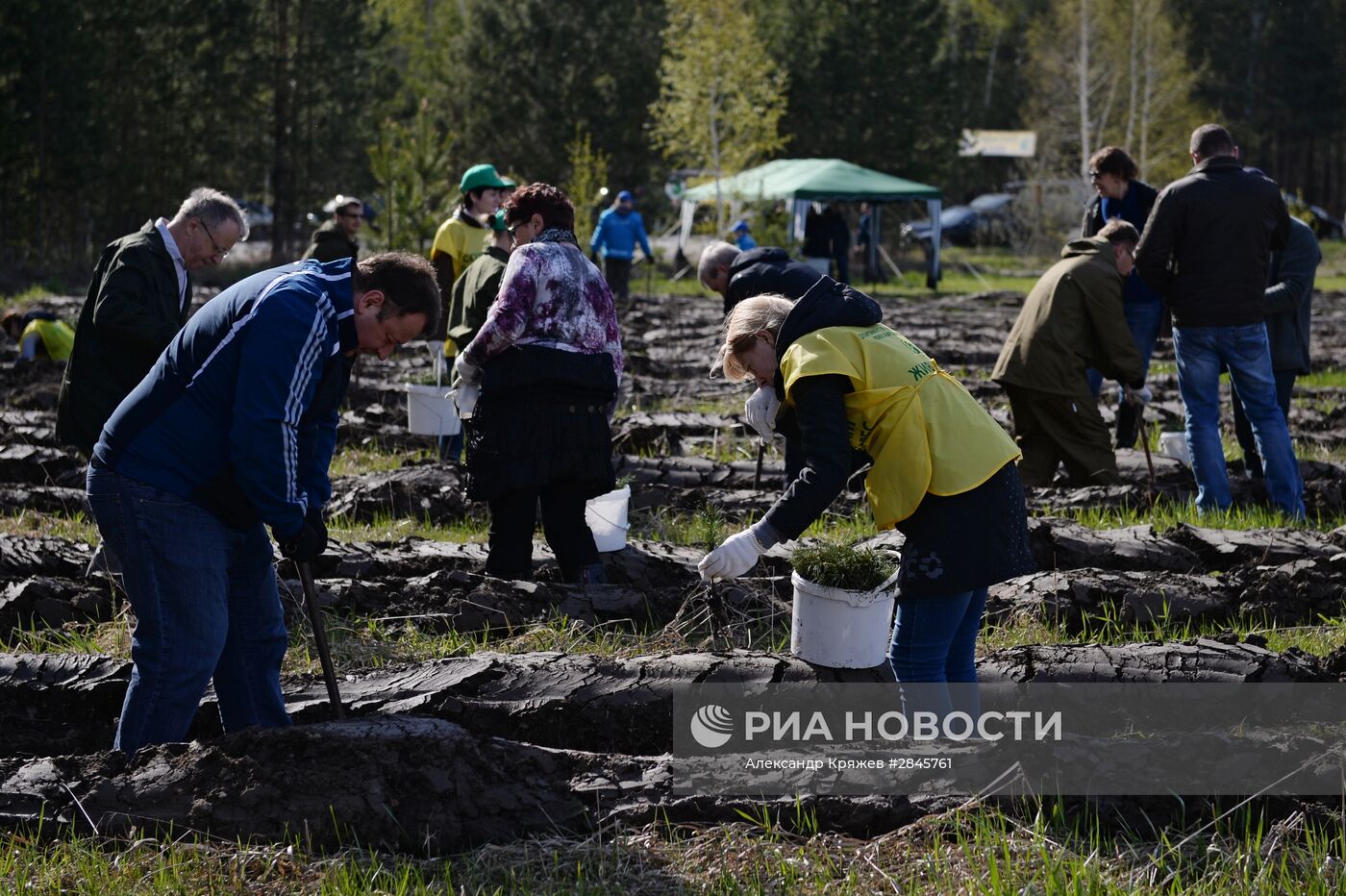 Акция "Всероссийский день посадки леса" в Новосибирской области