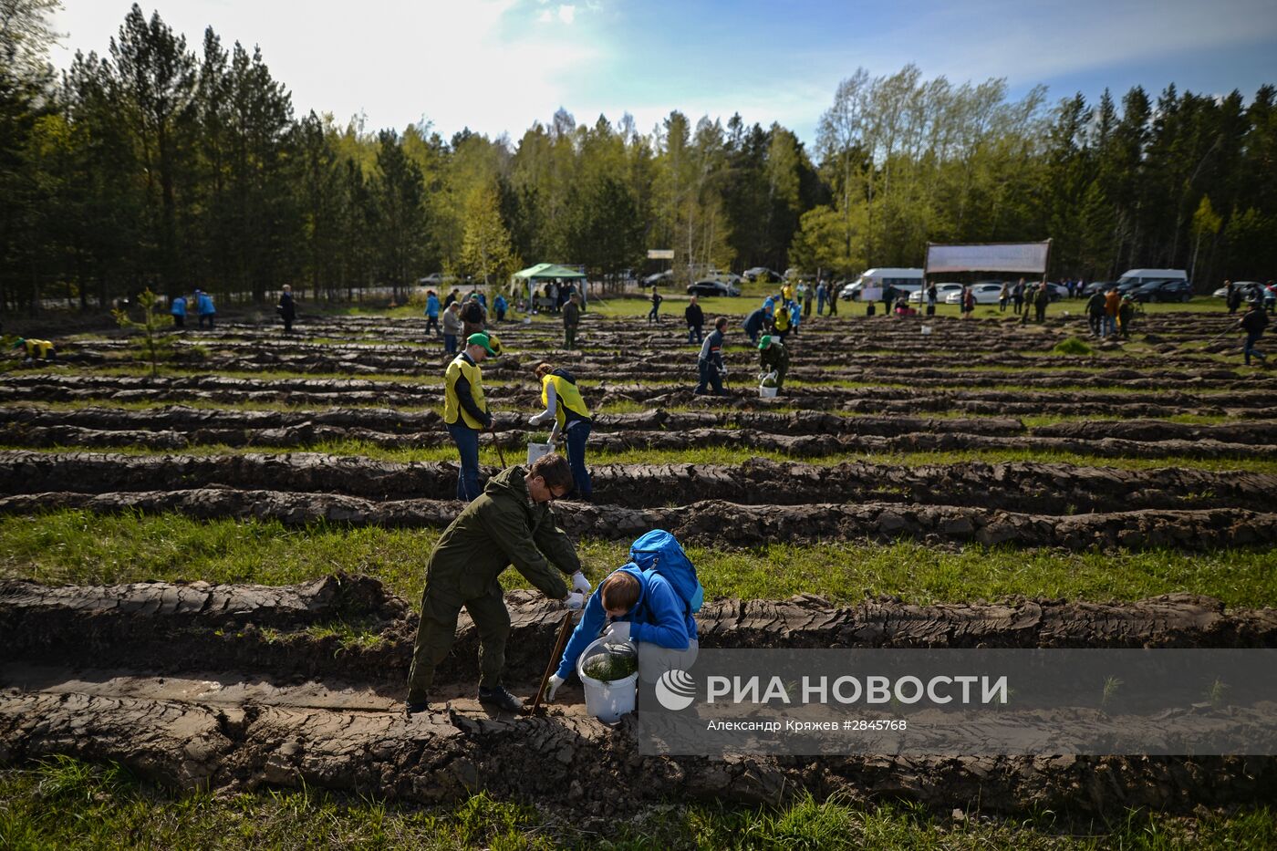 Акция "Всероссийский день посадки леса" в Новосибирской области