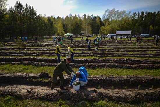 Акция "Всероссийский день посадки леса" в Новосибирской области