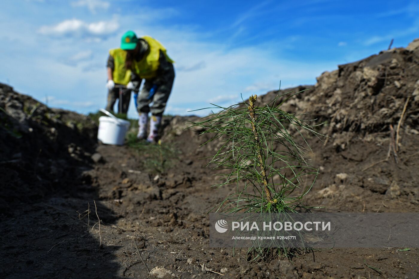 Акция "Всероссийский день посадки леса" в Новосибирской области