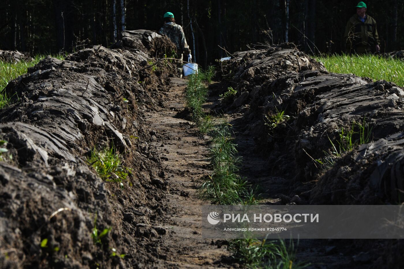 Акция "Всероссийский день посадки леса" в Новосибирской области