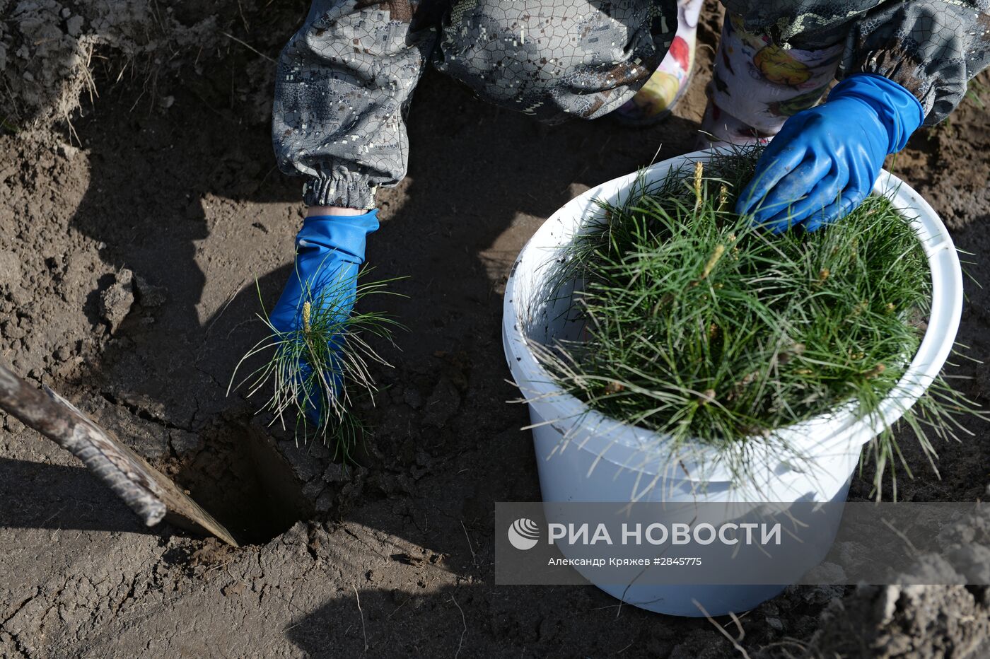 Акция "Всероссийский день посадки леса" в Новосибирской области