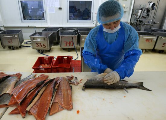 Предприятие по переработке рыбы "Русская рыбная фактория" в Москве