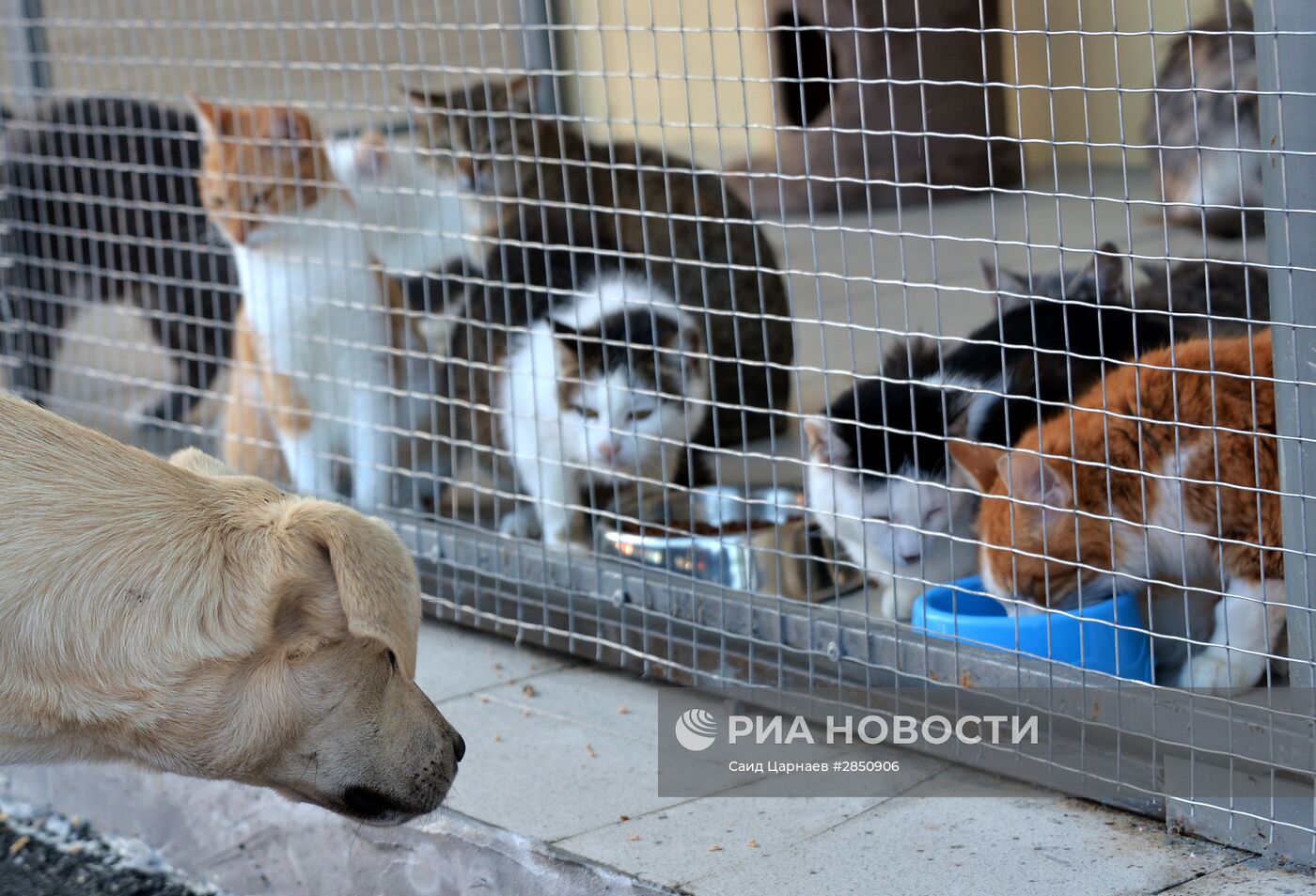 Приют для бездомных животных в Грозном | РИА Новости Медиабанк