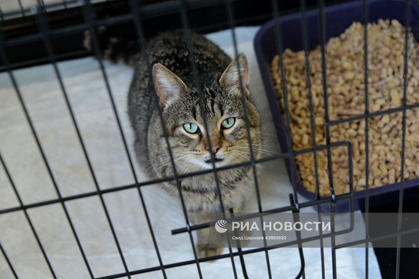 Приют для бездомных животных в Грозном