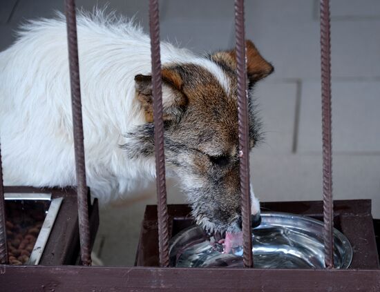 Приют для бездомных животных в Грозном