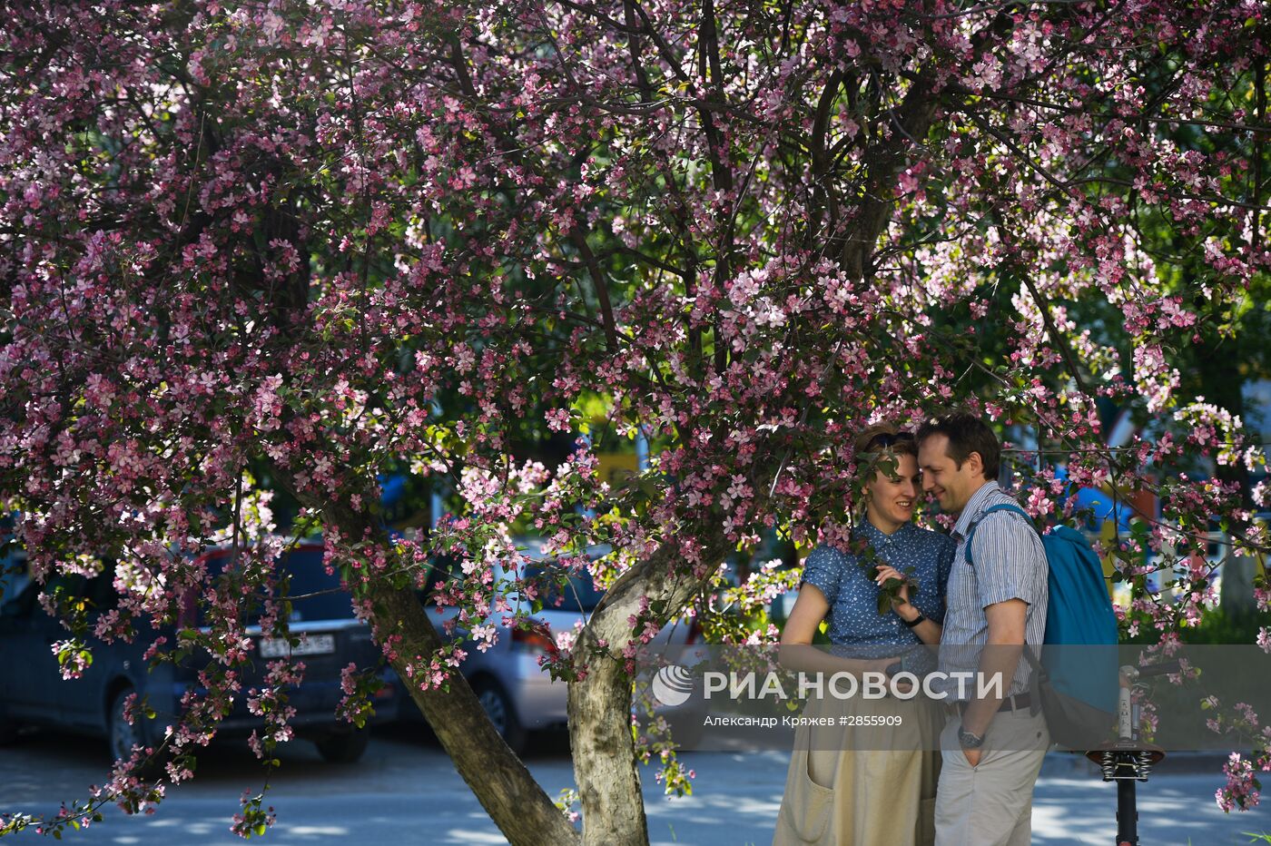 Цветение деревьев в Новосибирске