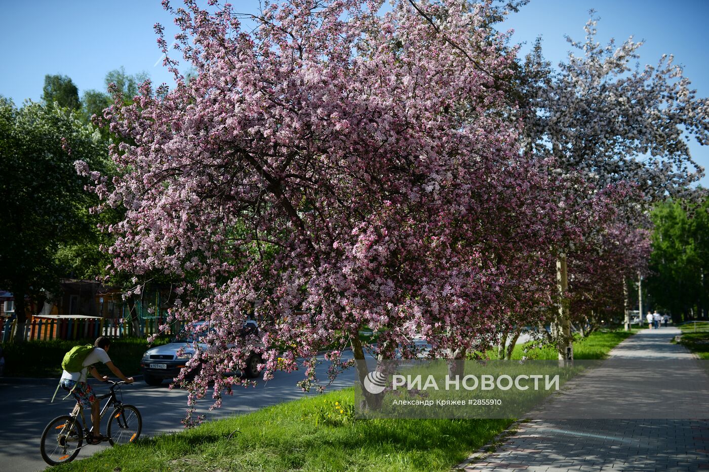 Цветение деревьев в Новосибирске