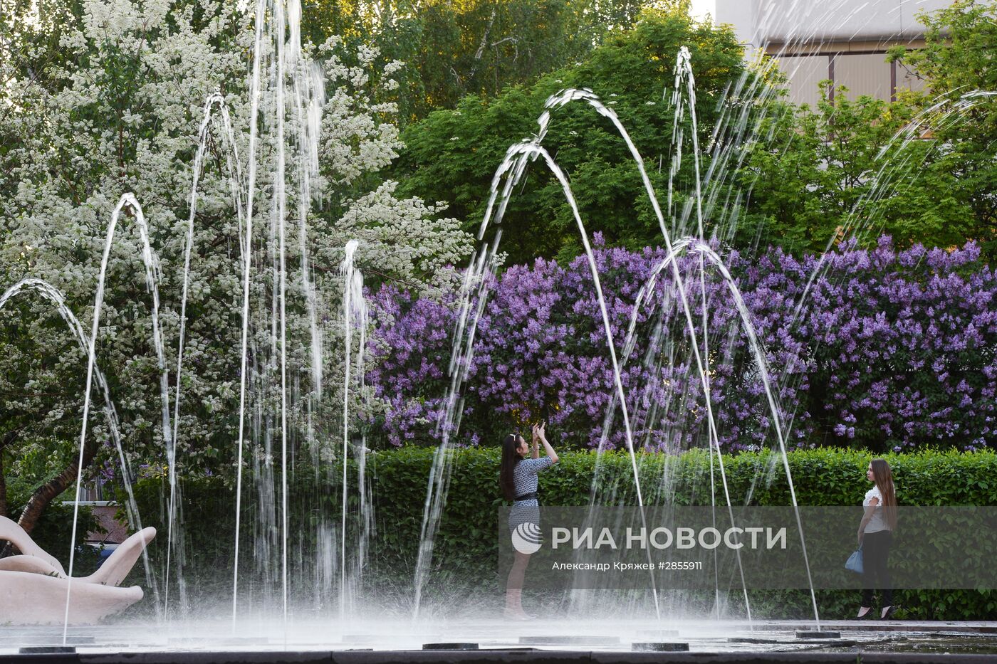 Цветение деревьев в Новосибирске