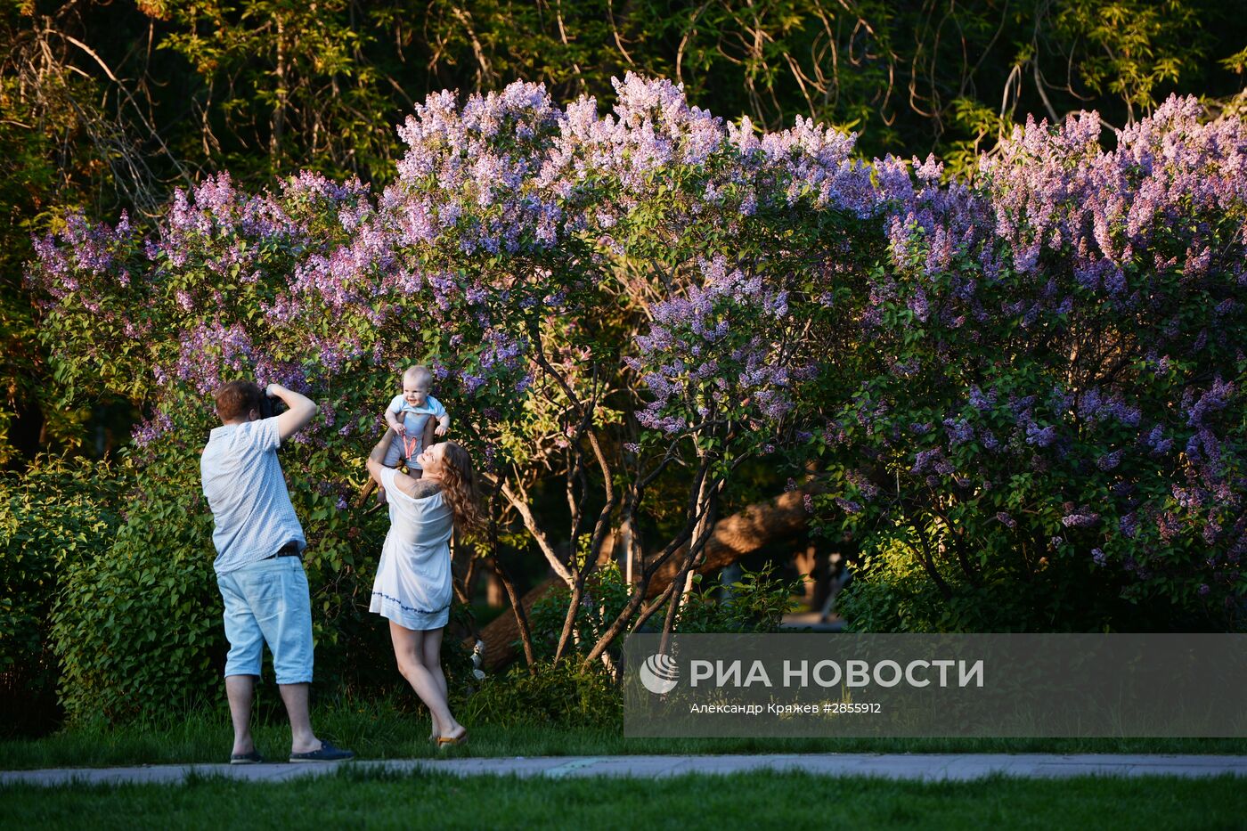 Цветение деревьев в Новосибирске