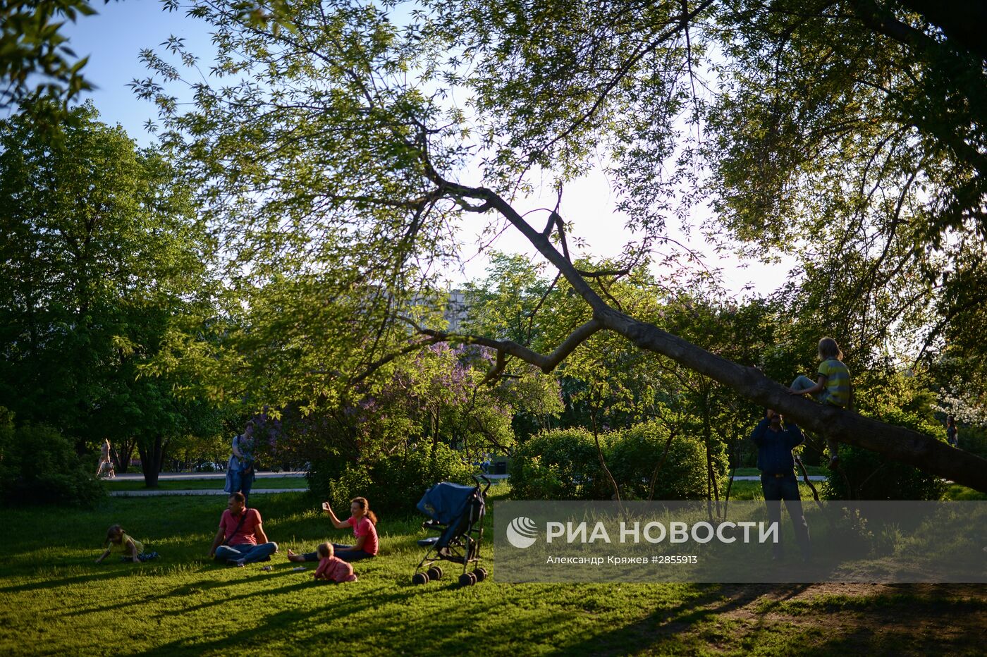 Цветение деревьев в Новосибирске