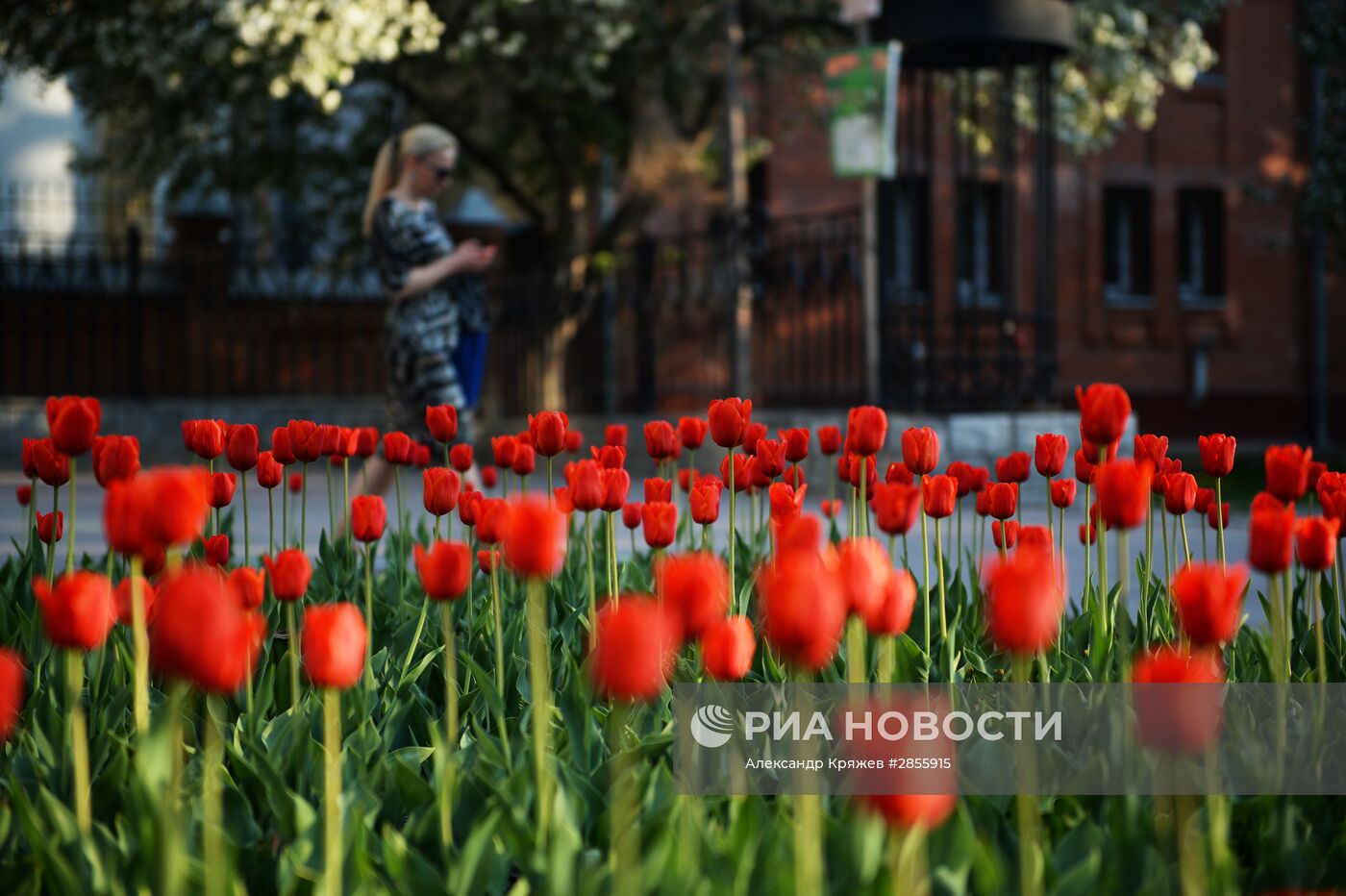 Цветение деревьев в Новосибирске