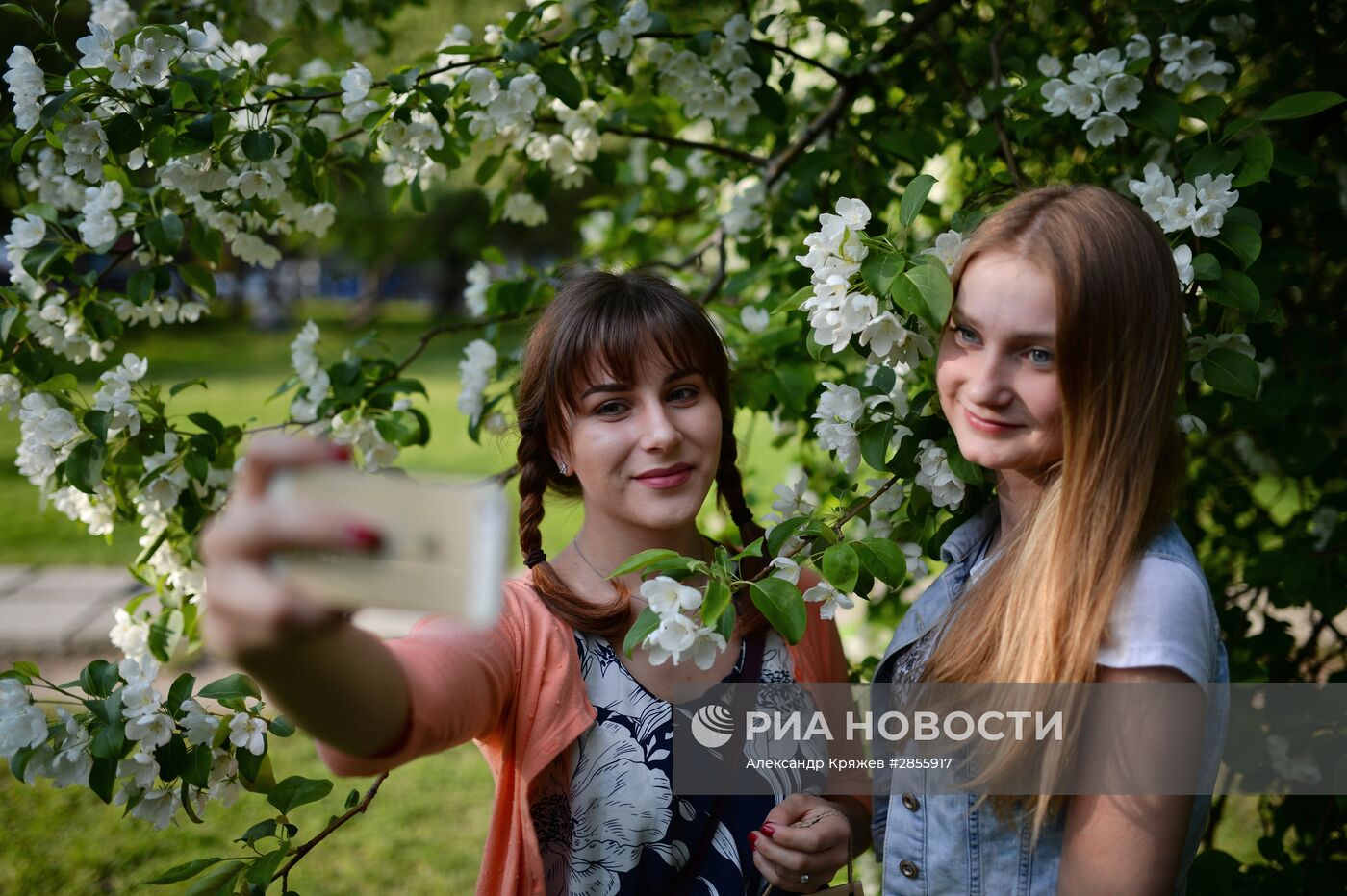 Цветение деревьев в Новосибирске