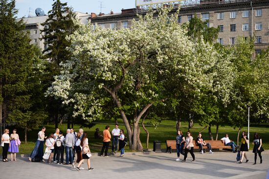 Цветение деревьев в Новосибирске