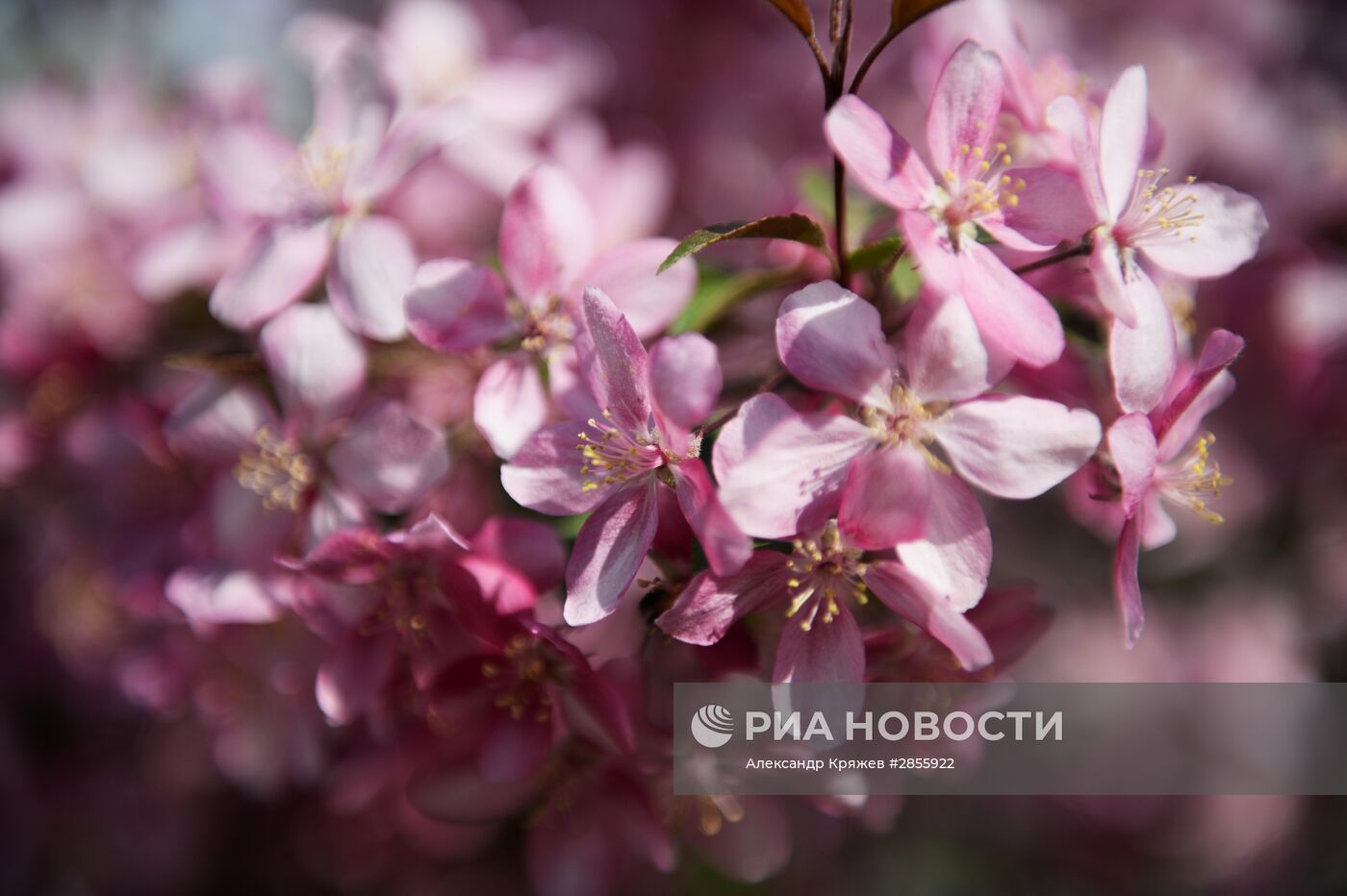 Цветение деревьев в Новосибирске