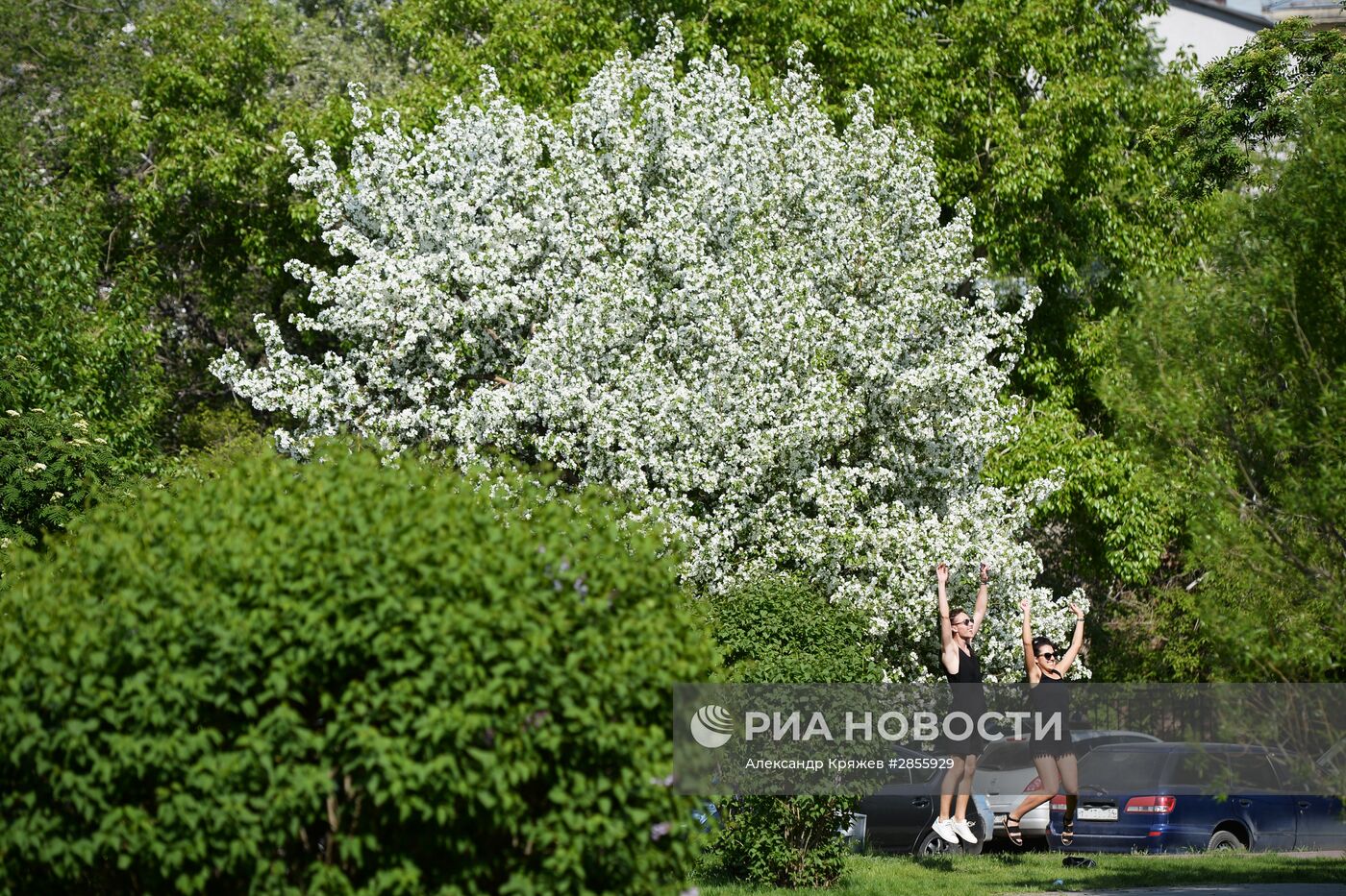 Цветение деревьев в Новосибирске