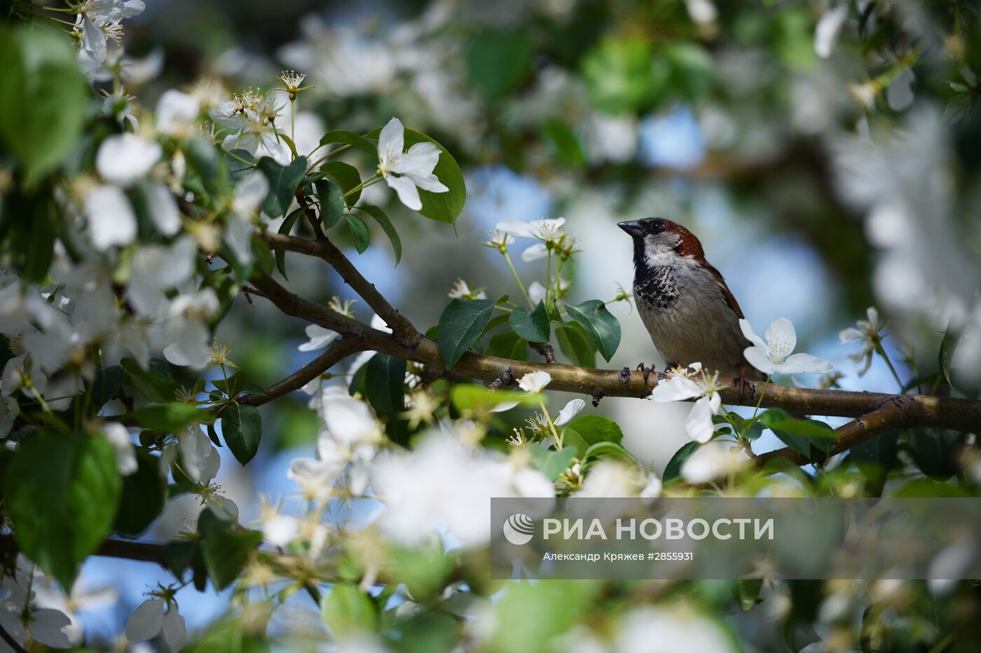 Цветение деревьев в Новосибирске