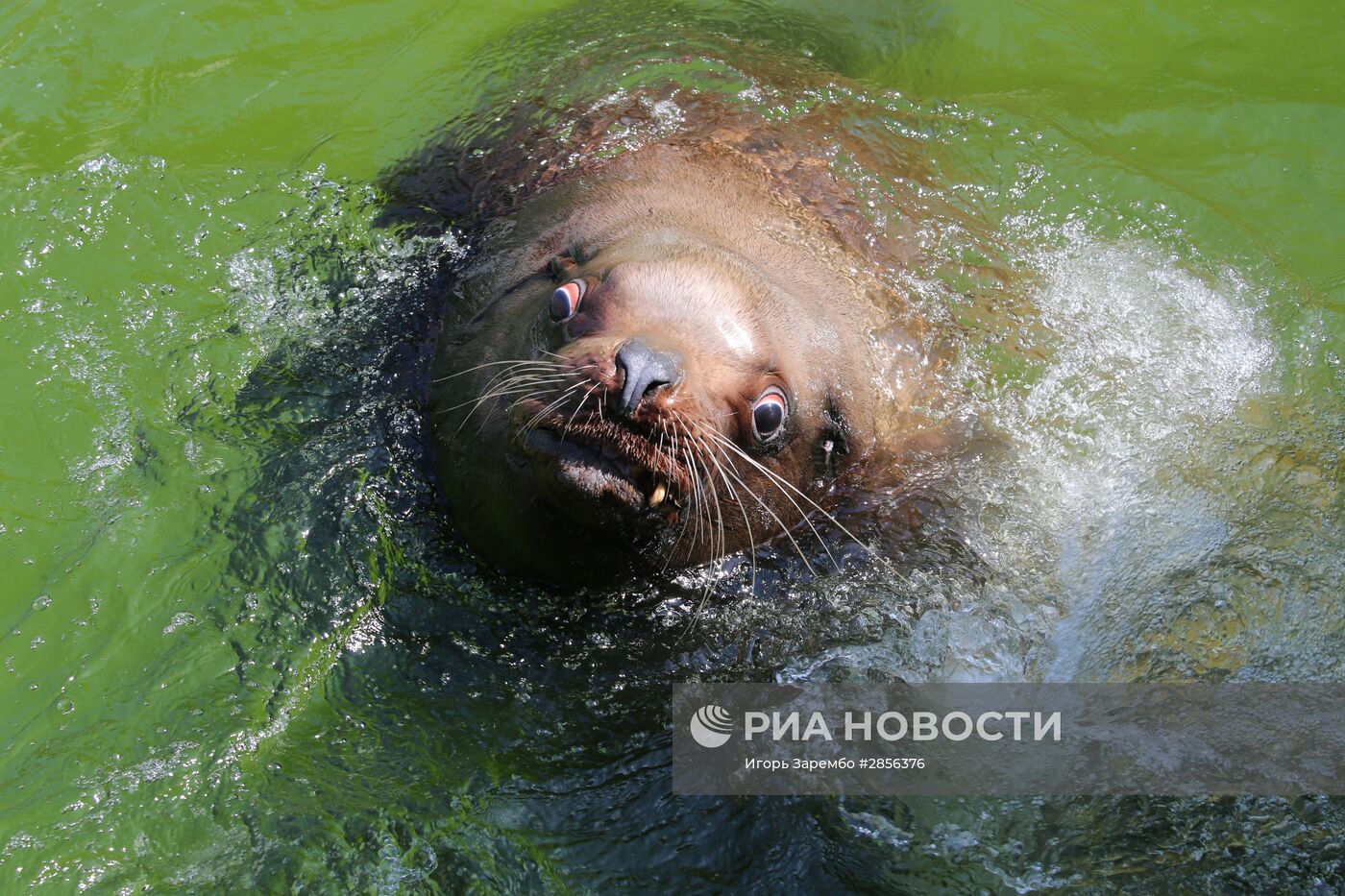 Калининградский зоопарк