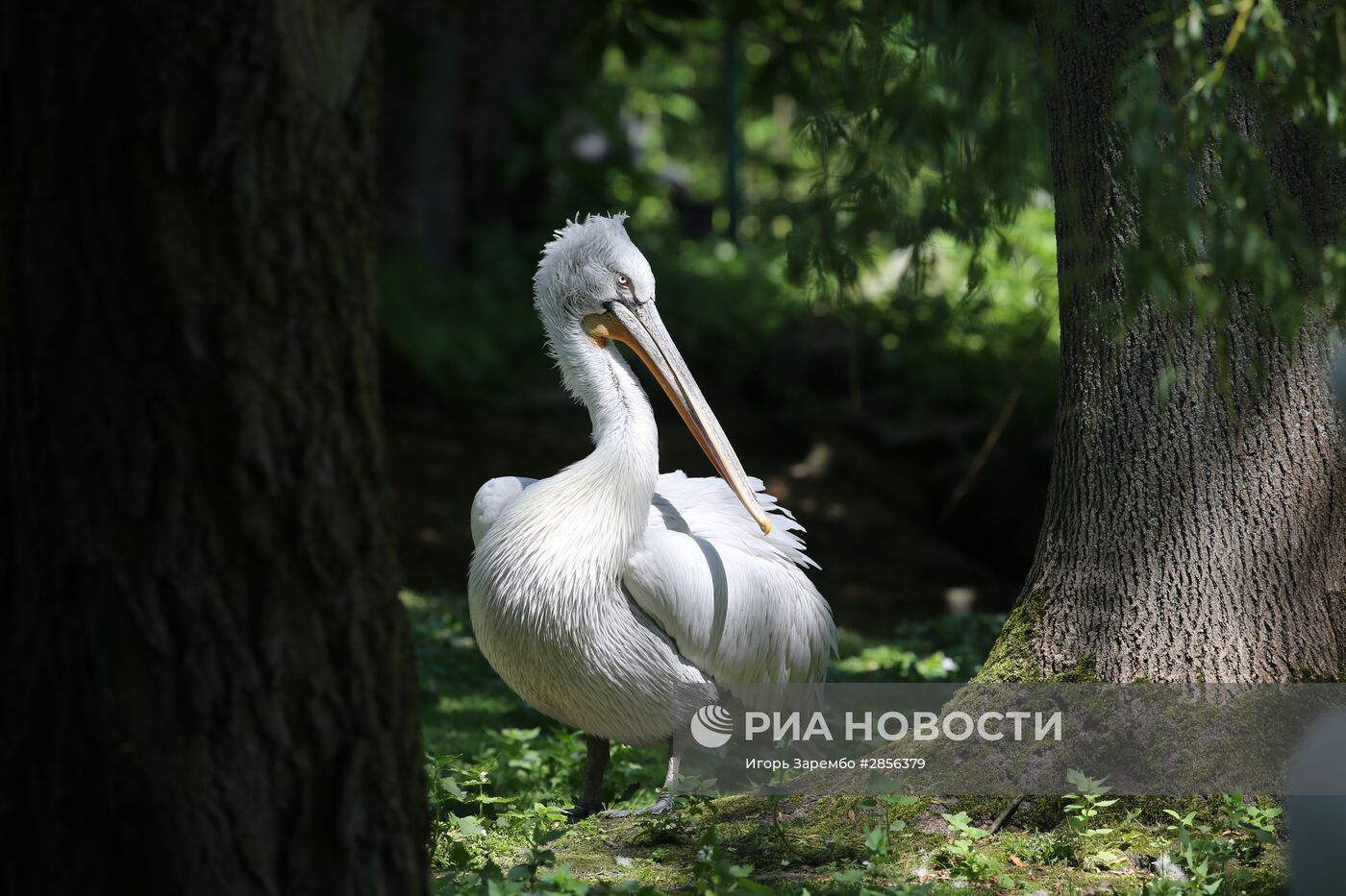 Калининградский зоопарк