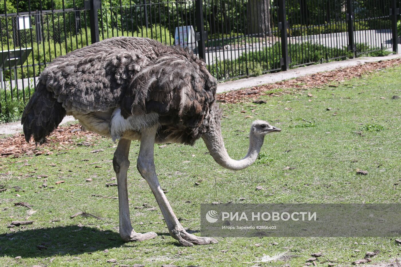 Калининградский зоопарк