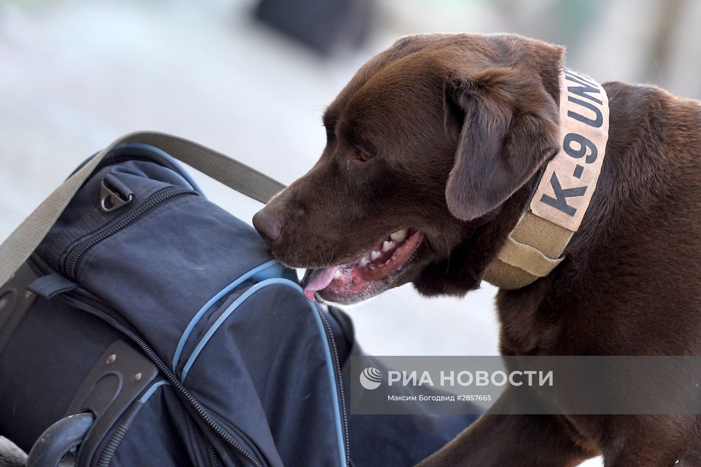 Кинологическая служба таможни Татарстана