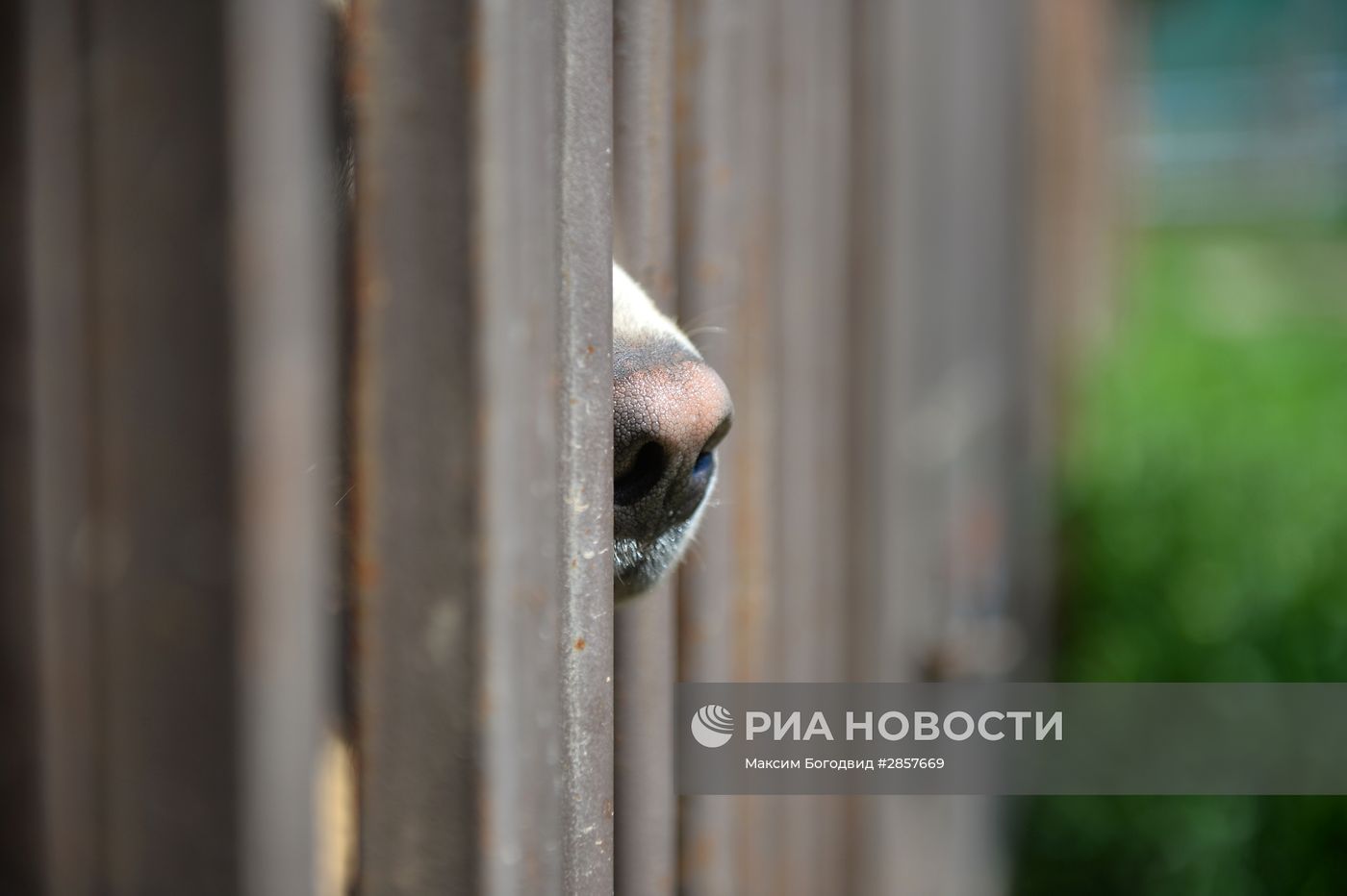 Кинологическая служба таможни Татарстана