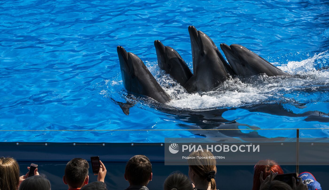 Открытие первого дельфинария в Кишиневе