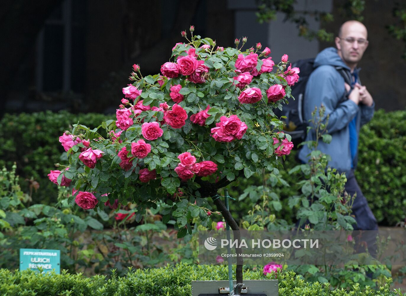 Выставка "Розовый вальс" в Крыму