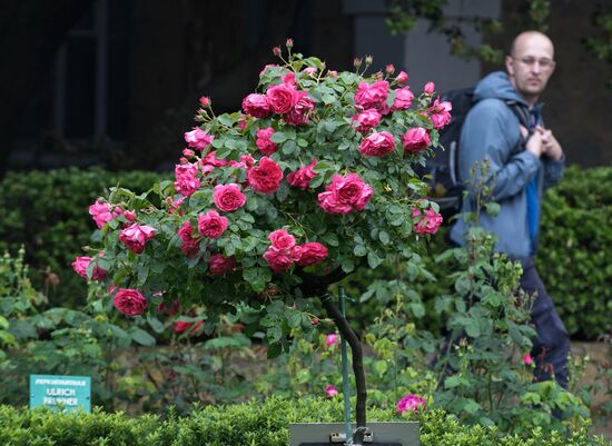 Выставка "Розовый вальс" в Крыму