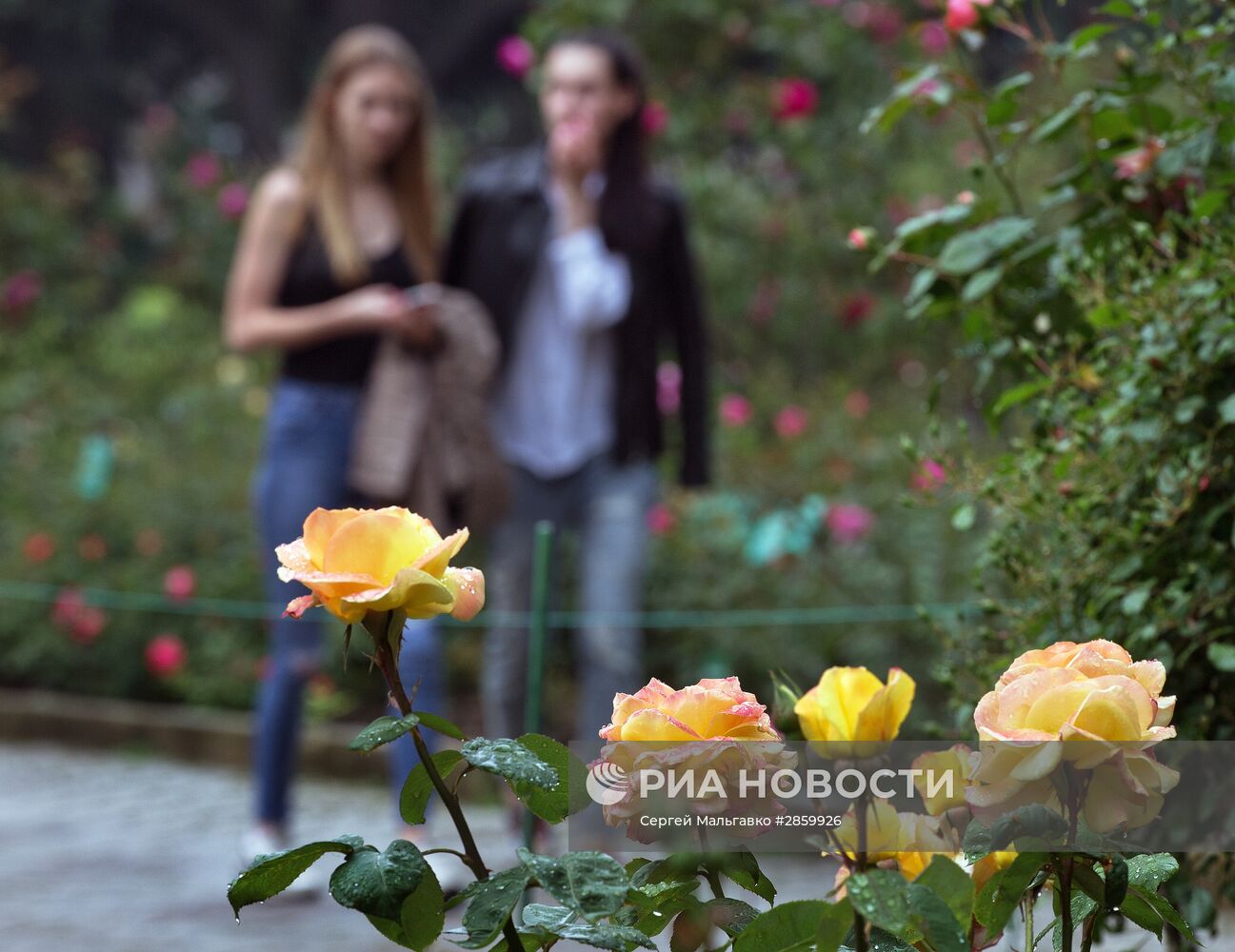 Выставка "Розовый вальс" в Крыму