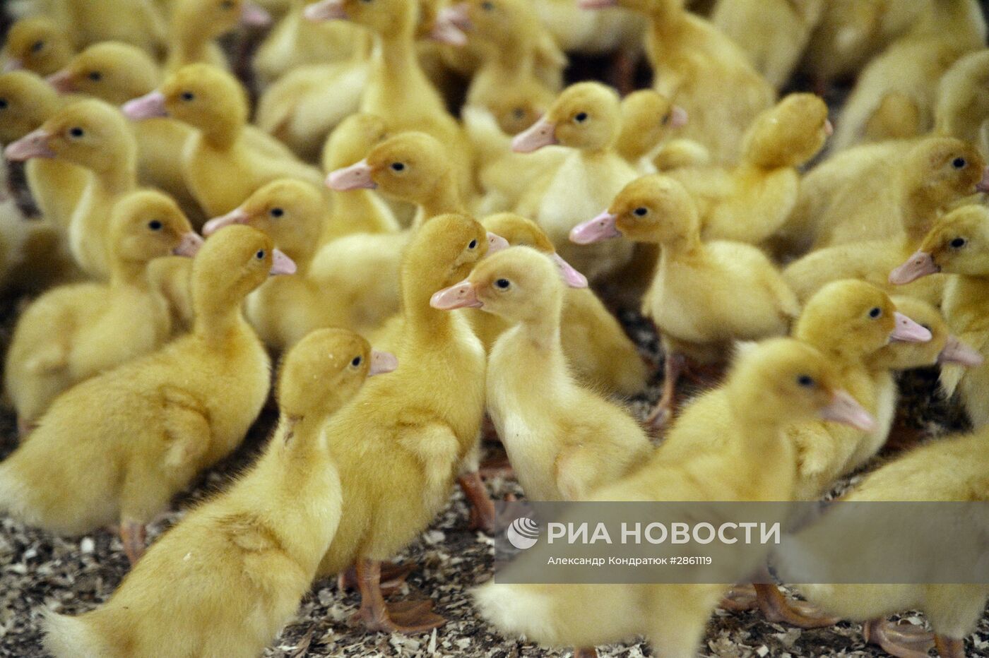 Агропромышленный комплекс "Утиные фермы" в Челябинской области