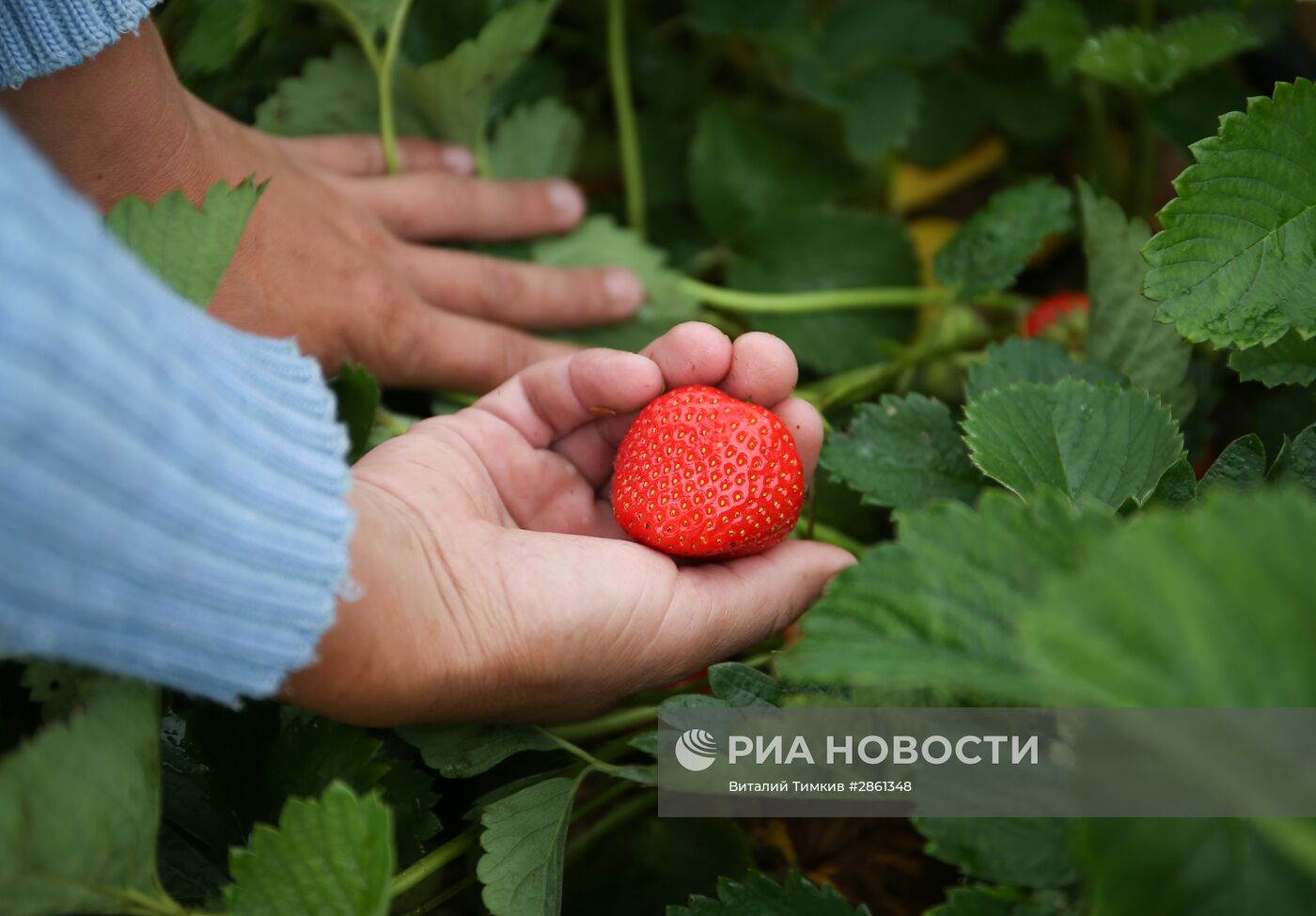 Выращивание клубники в Краснодарском крае