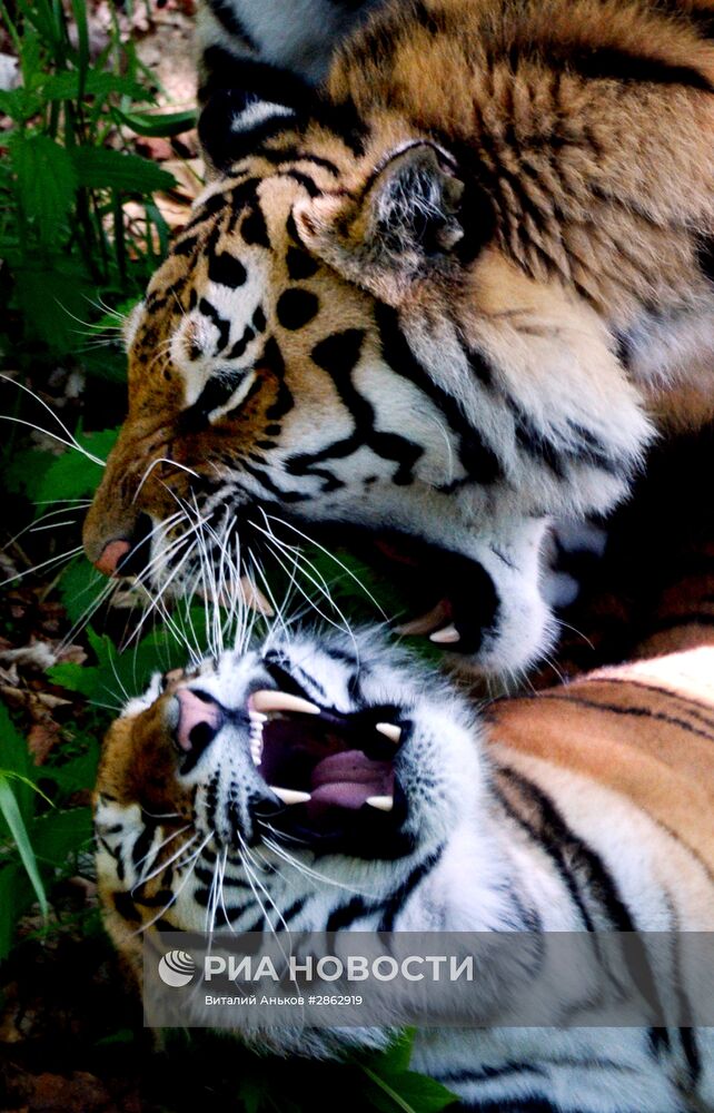 Тигры приморского сафари-парка Амур и Уссури