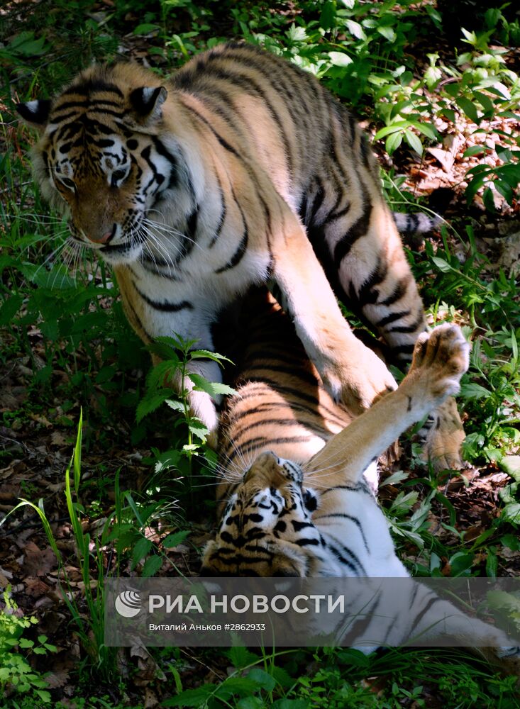 Тигры приморского сафари-парка Амур и Уссури