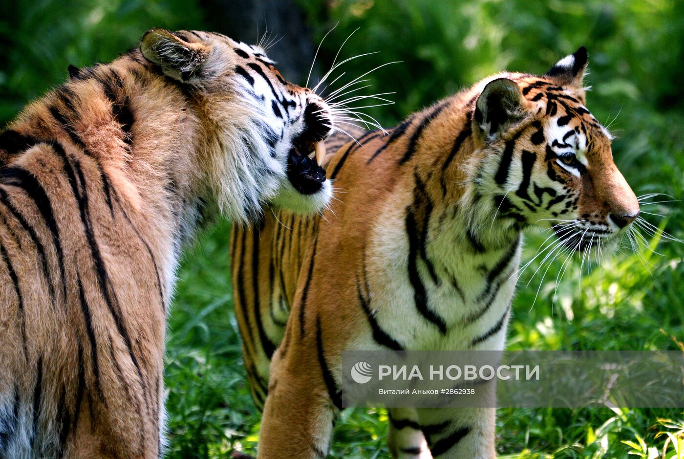 Тигры приморского сафари-парка Амур и Уссури