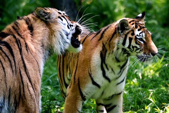 Тигры приморского сафари-парка Амур и Уссури
