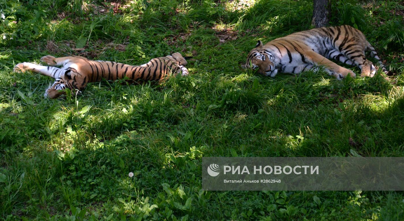 Тигры Приморского сафари-парка Амур и Уссури