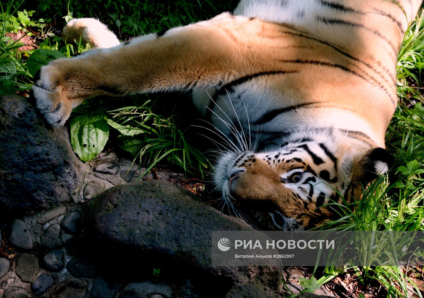 Тигры Приморского сафари-парка Амур и Уссури