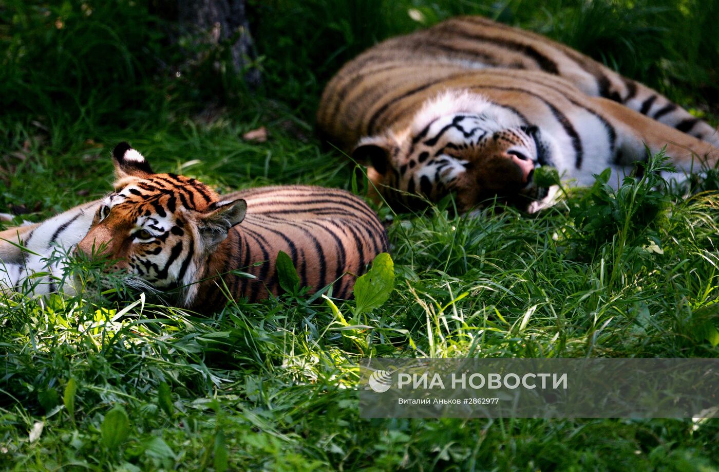 Тигры Приморского сафари-парка Амур и Уссури