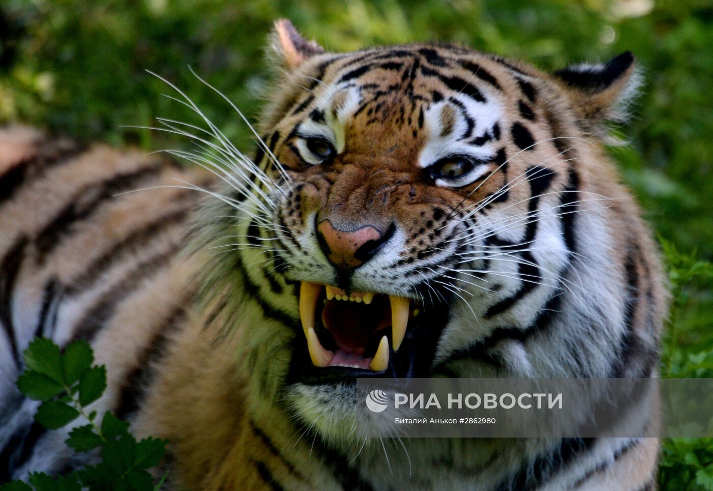 Тигры Приморского сафари-парка Амур и Уссури