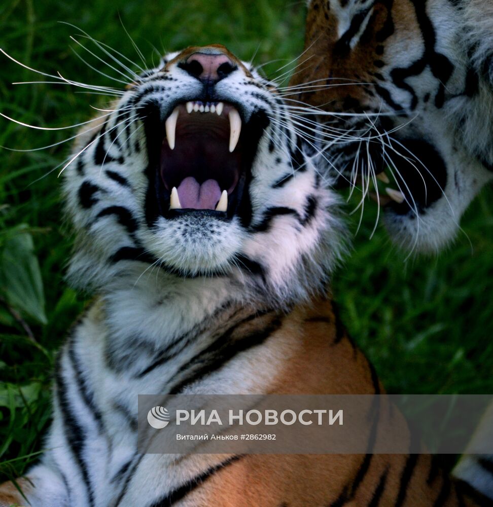 Тигры Приморского сафари-парка Амур и Уссури