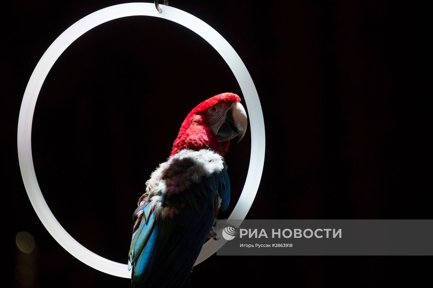 Шоу "Цирк воды, огня и света" в Санкт-Петербурге