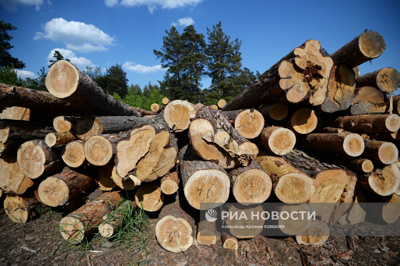 Лес в Новосибирской области