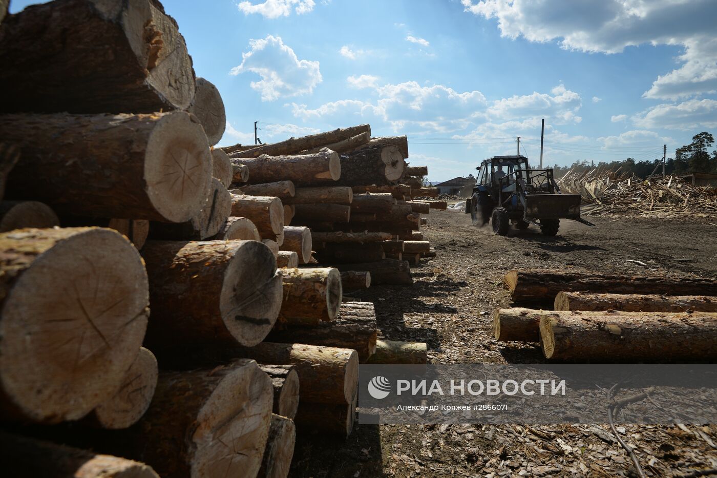 Лес в Новосибирской области