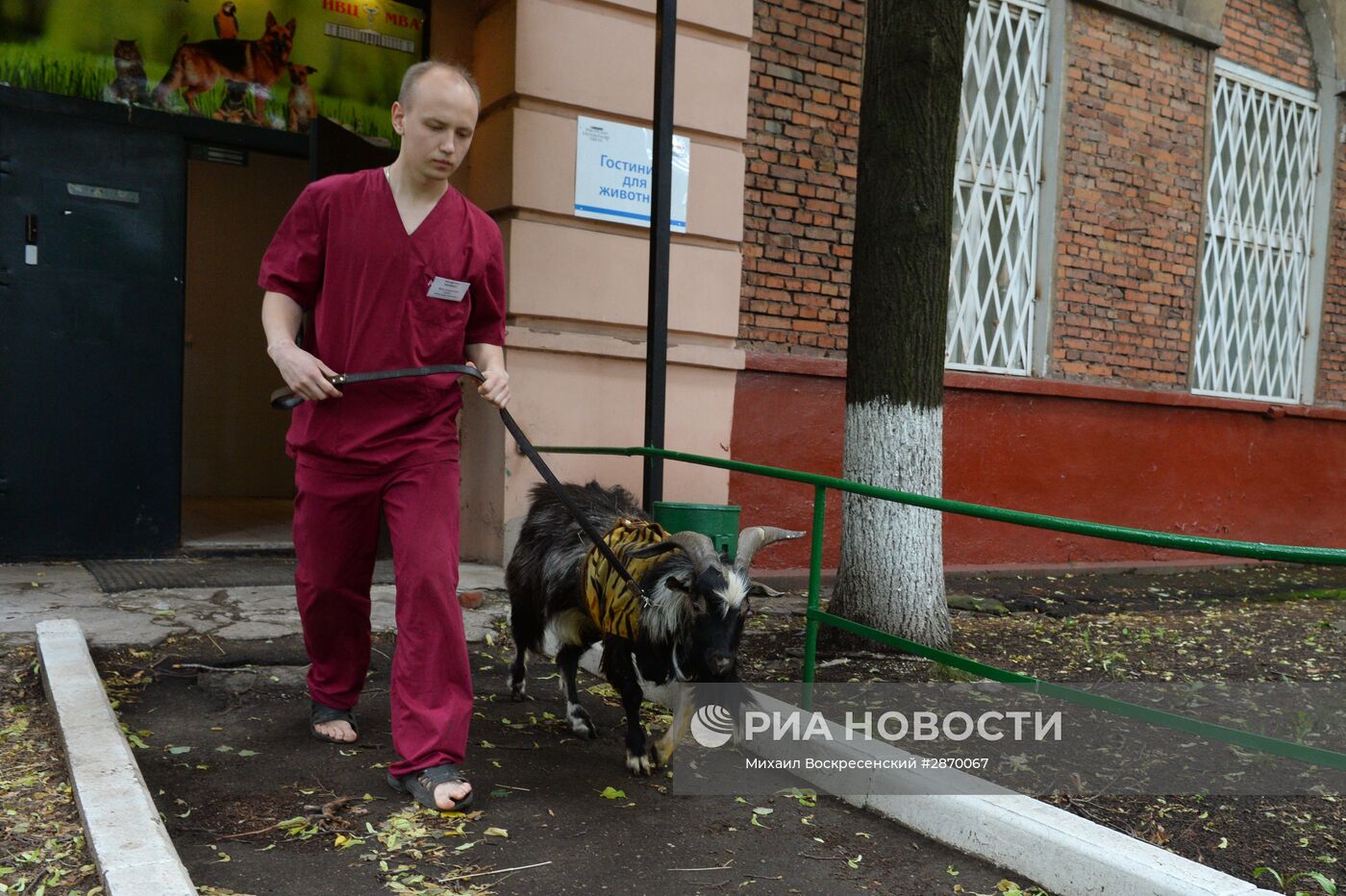 Козел Тимур проходит курс лечения в Москве