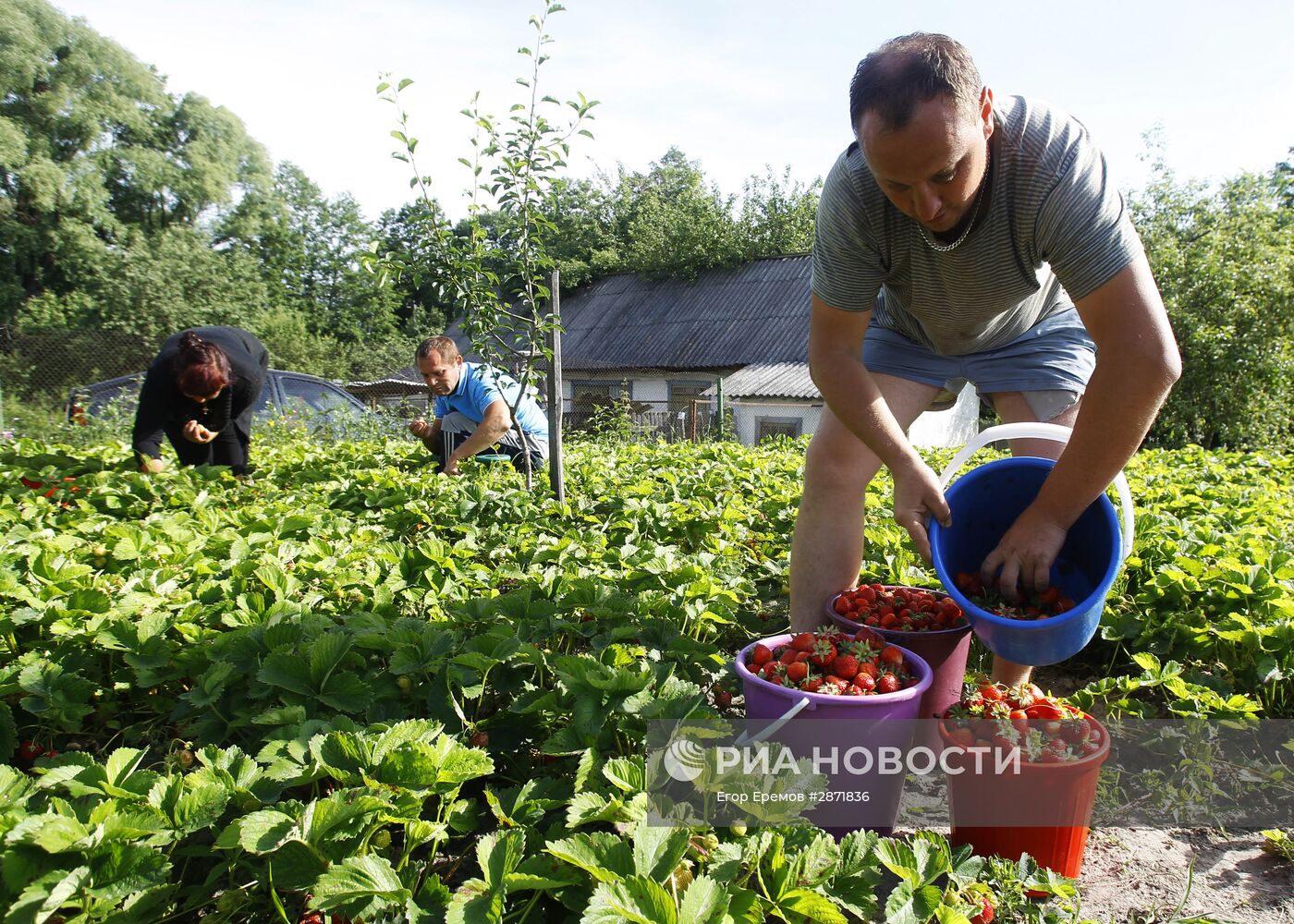 Сбор клубники в Белоруссии